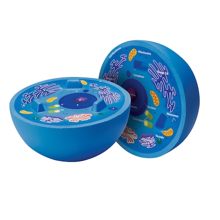 Learning Resources Cross-Section Animal Cell Model 1900